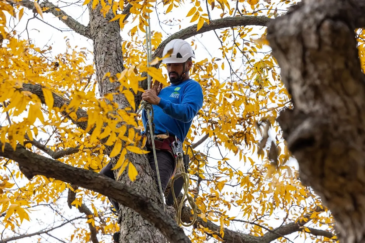 Skilled Tree Trimming crew working in Tennyson